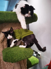Wild Stump Villa Cat Tree