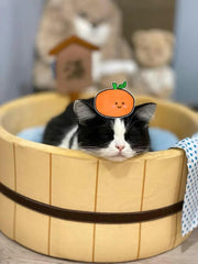 Warm Bath Hot Spring Cat Habitat Series