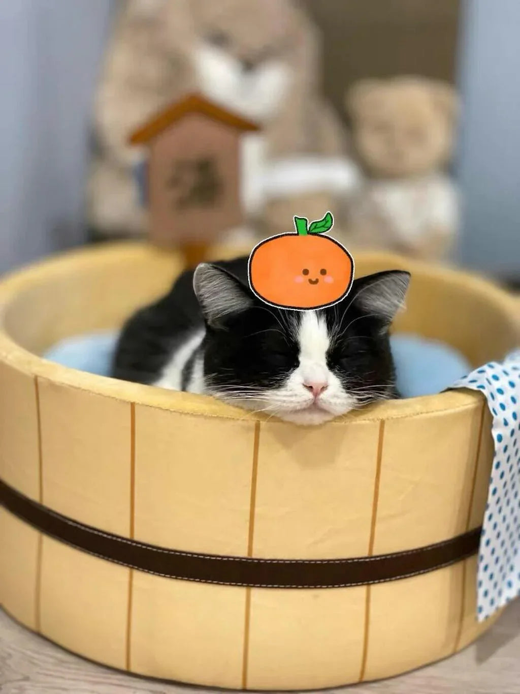 Warm Bath Hot Spring Cat Habitat Series