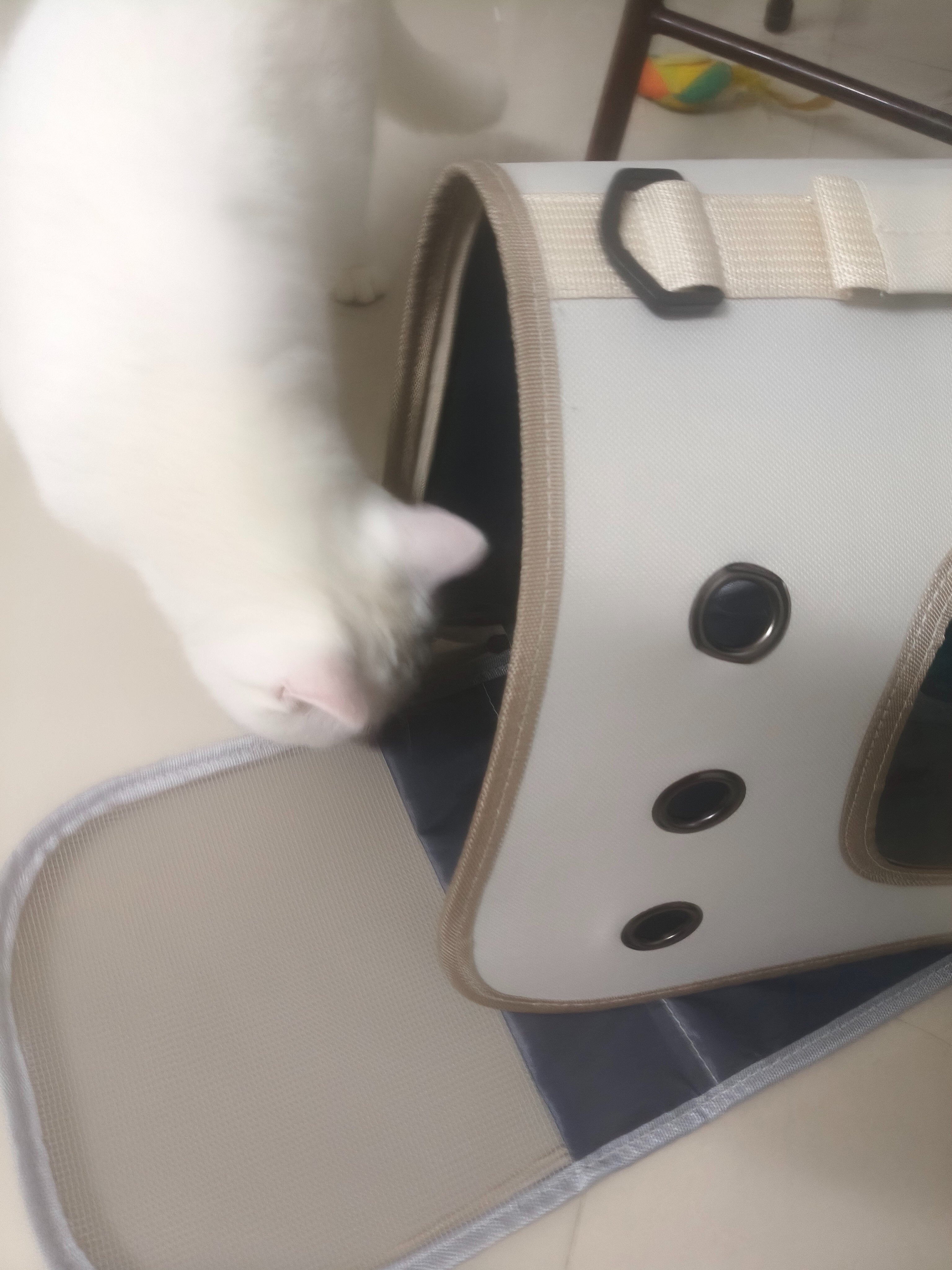 Stylish Pet Carrier Bag