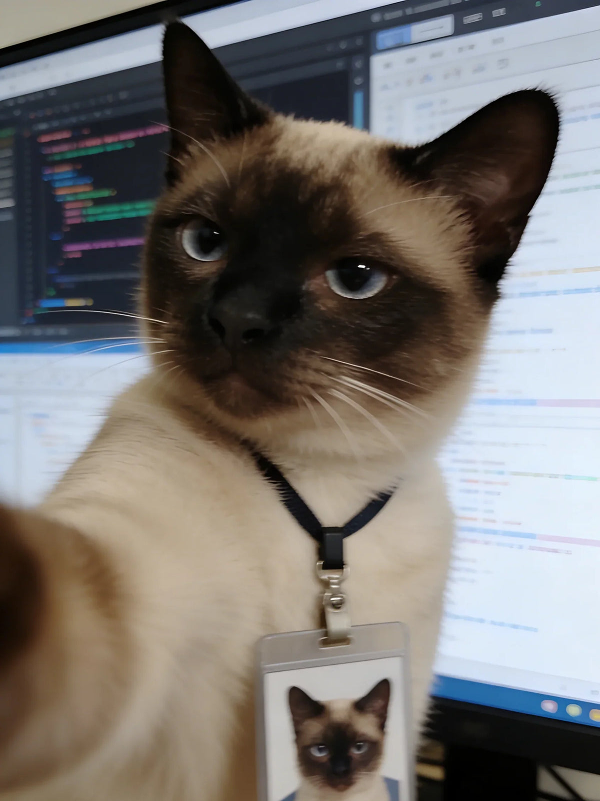 Tierfotografie | Selfie eines arbeitenden Kätzchens