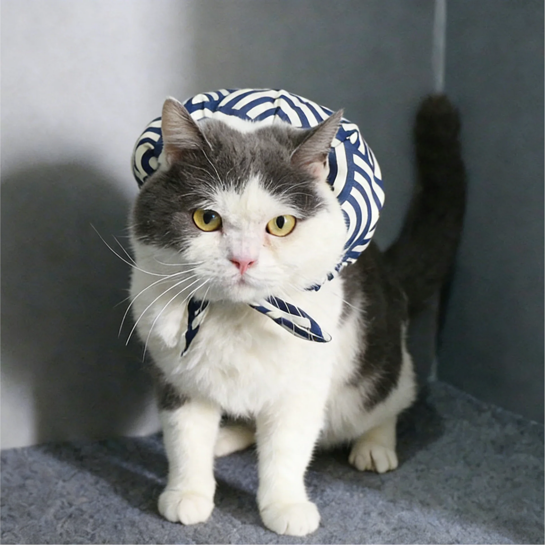 Katze läuft von zu Hause weg (Set)