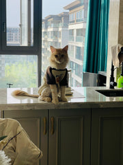 Cat's Burger Print Sweatshirt