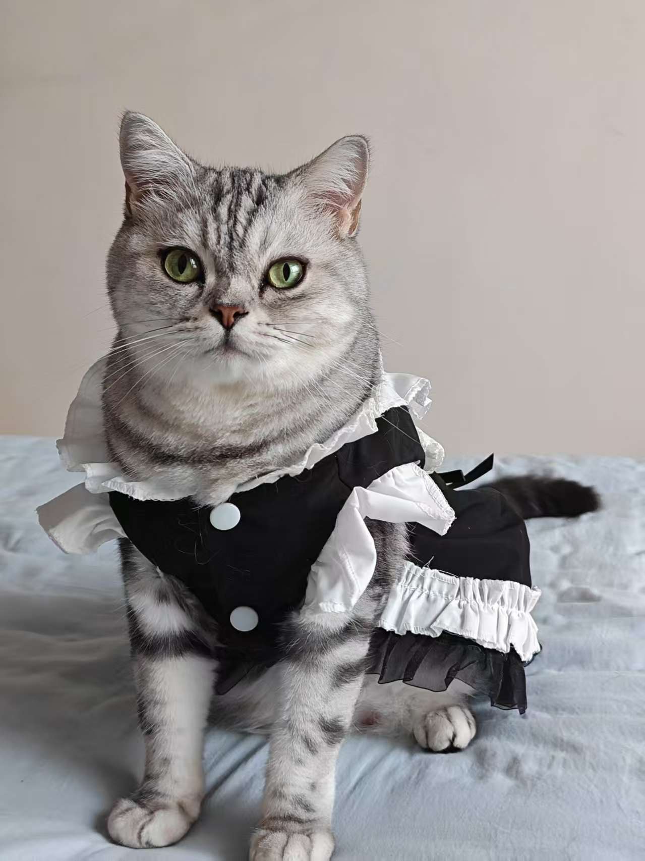 Feline Maid Costume