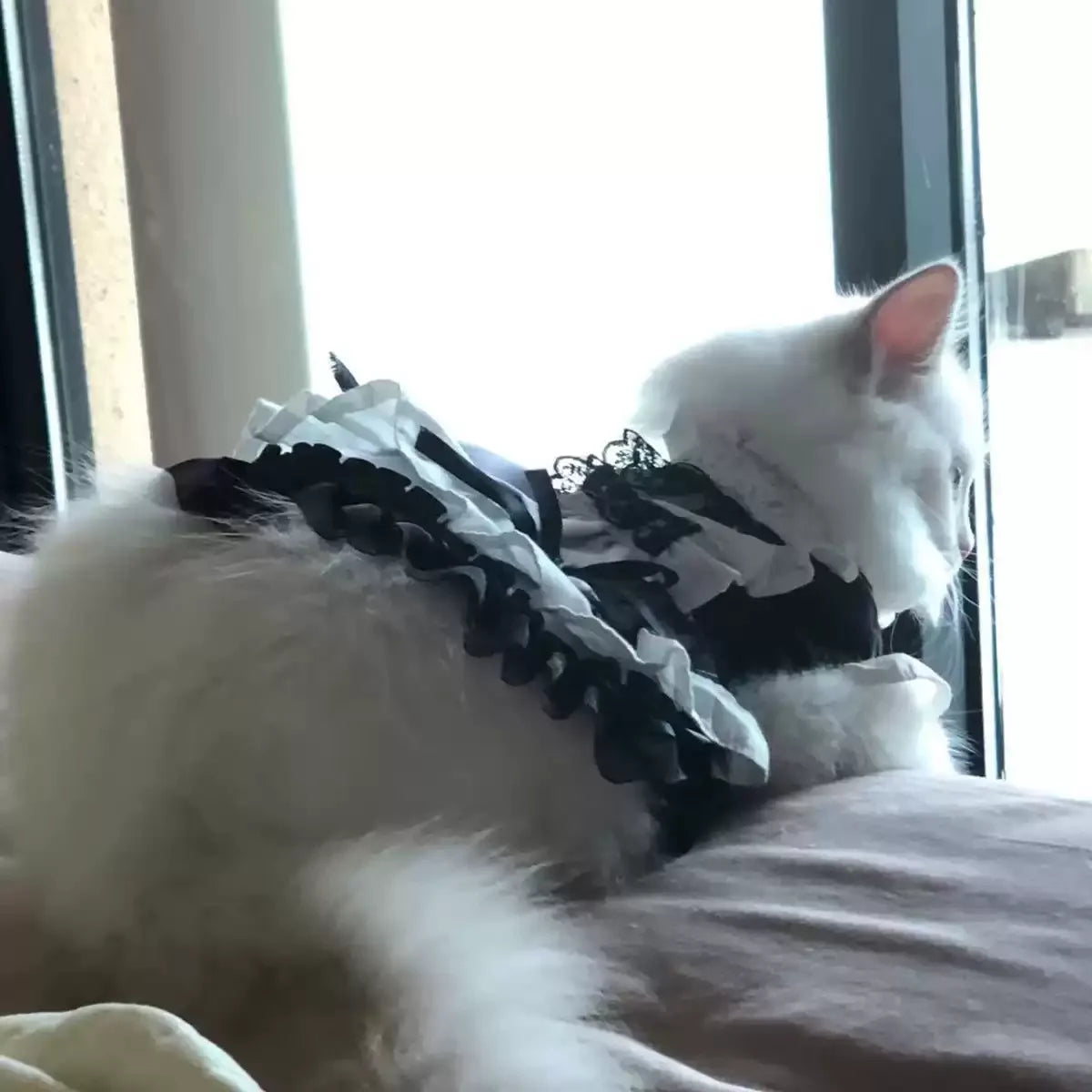 Disfraz de mucama felina