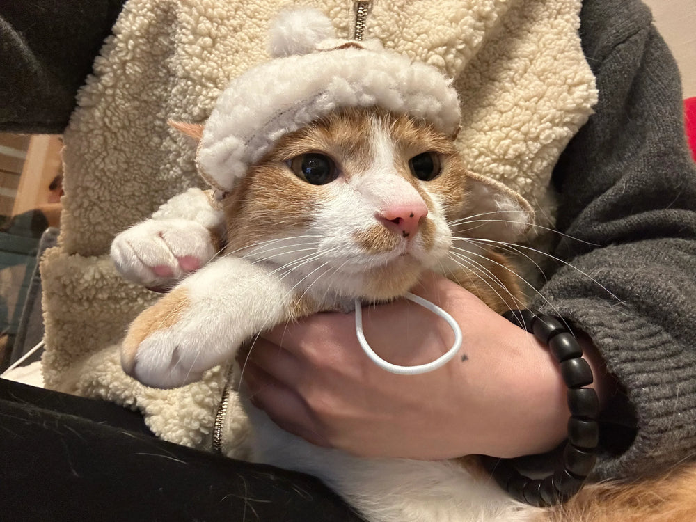 Sombrero de aviador peludo con forma de gato