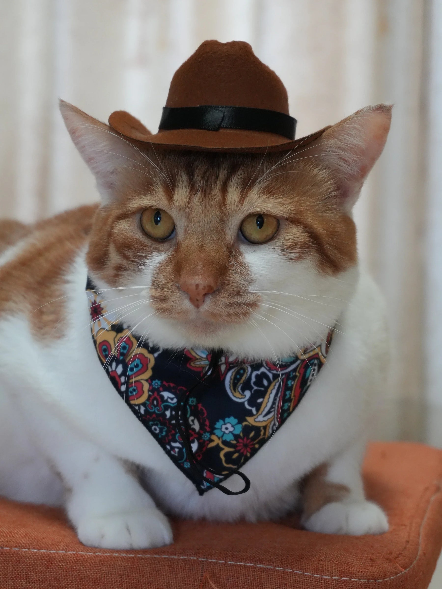 Katzen-Cowboy-Set