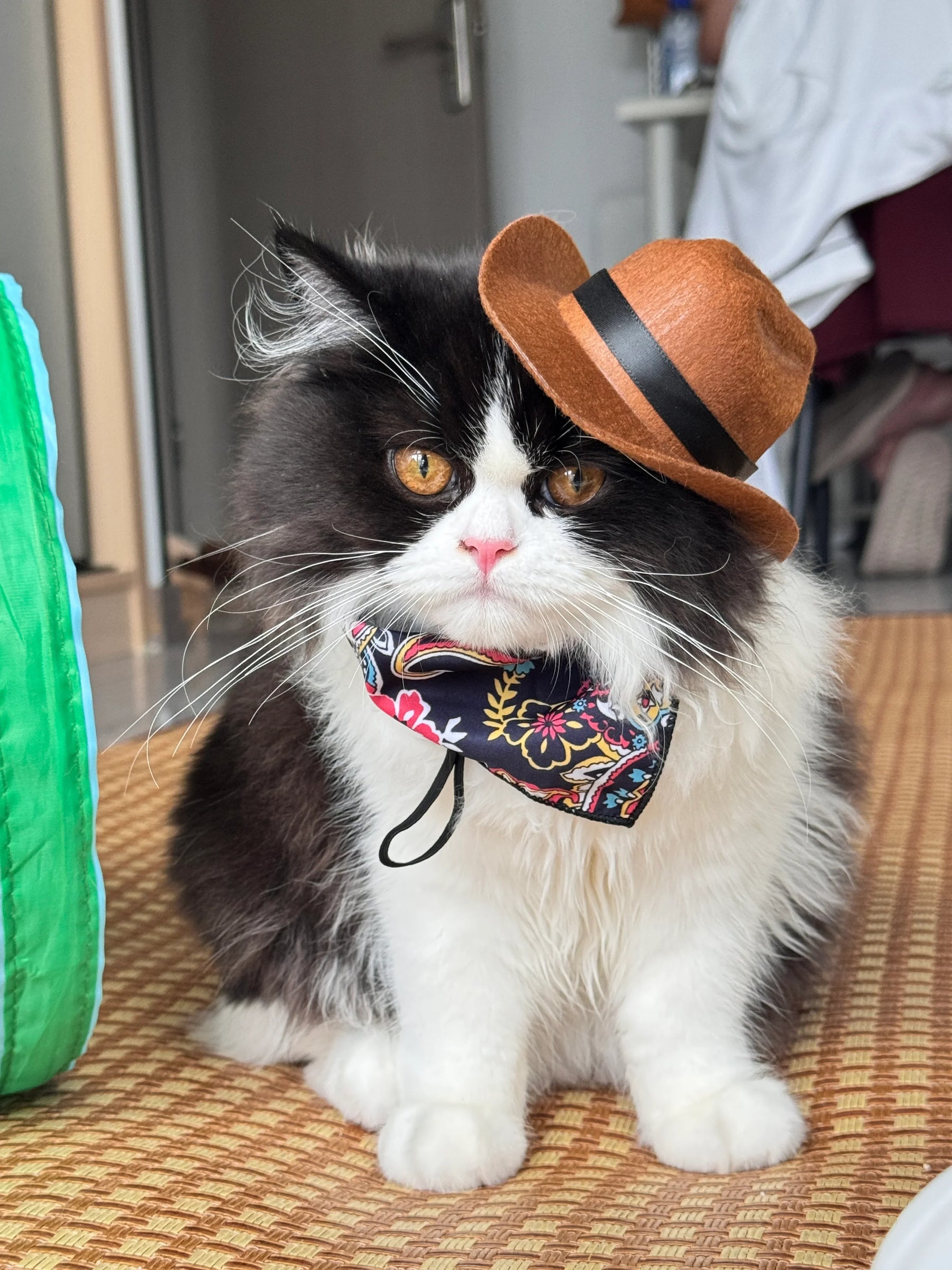 Katzen-Cowboy-Set