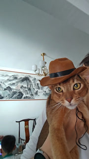 Katzen-Cowboy-Set