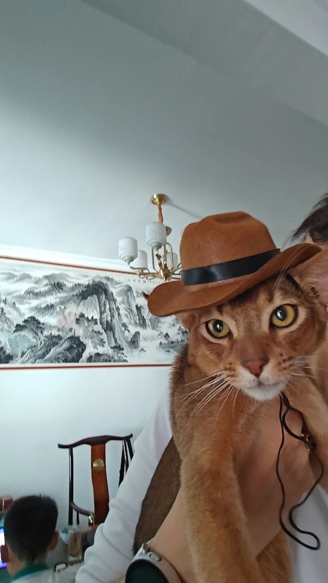 Katzen-Cowboy-Set