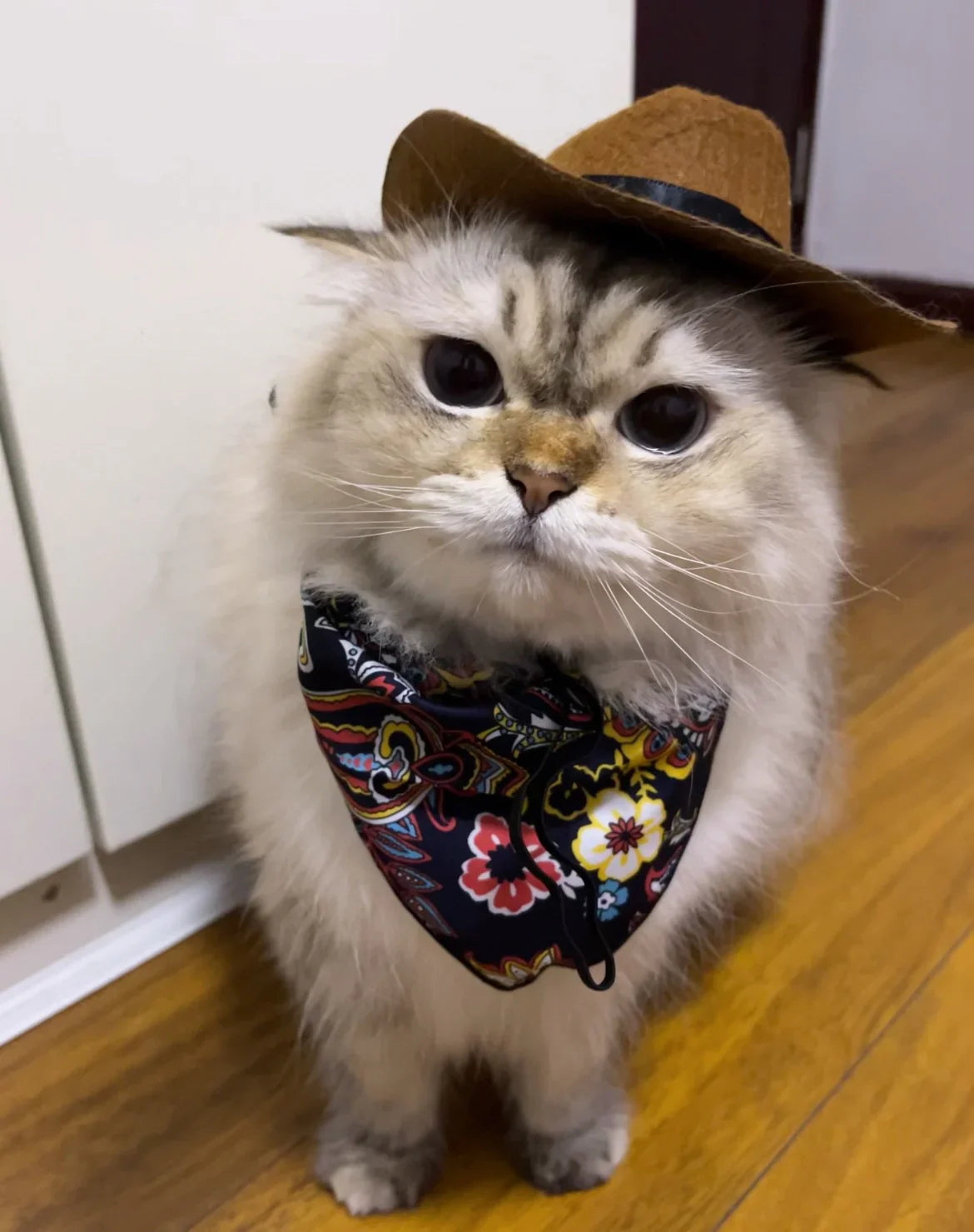 Katzen-Cowboy-Set