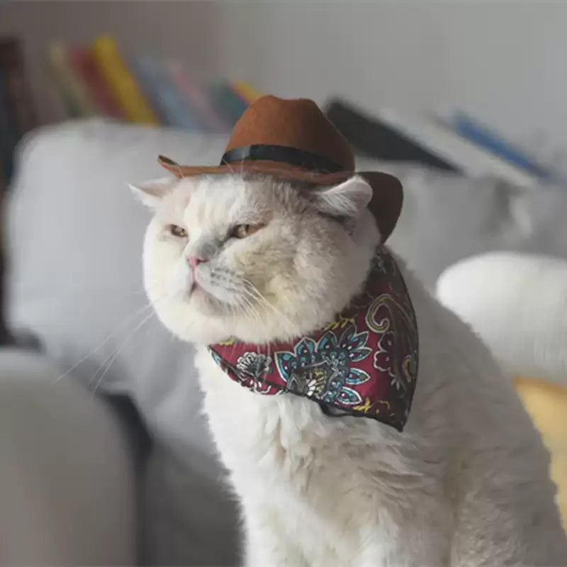 Katzen-Cowboy-Set