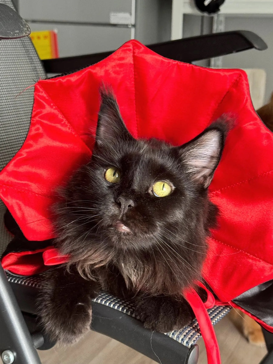 Vampire Cat Cape