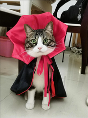 Vampire Cat Cape