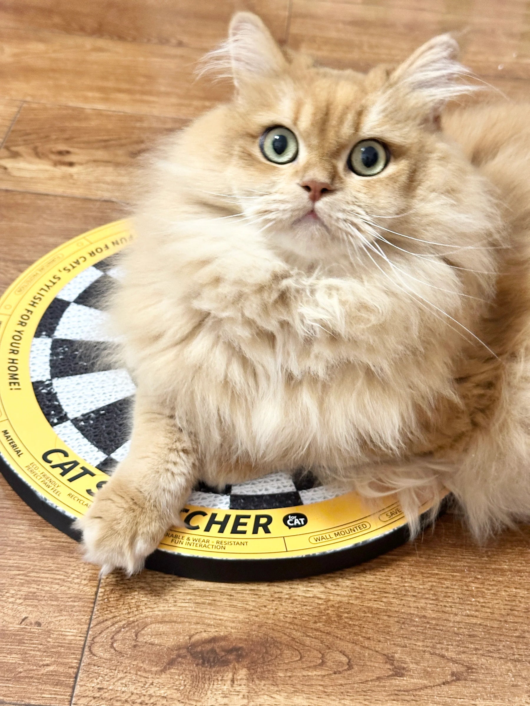 Dartscheibe - Katzenkratzbrett in Form einer Dartscheibe 