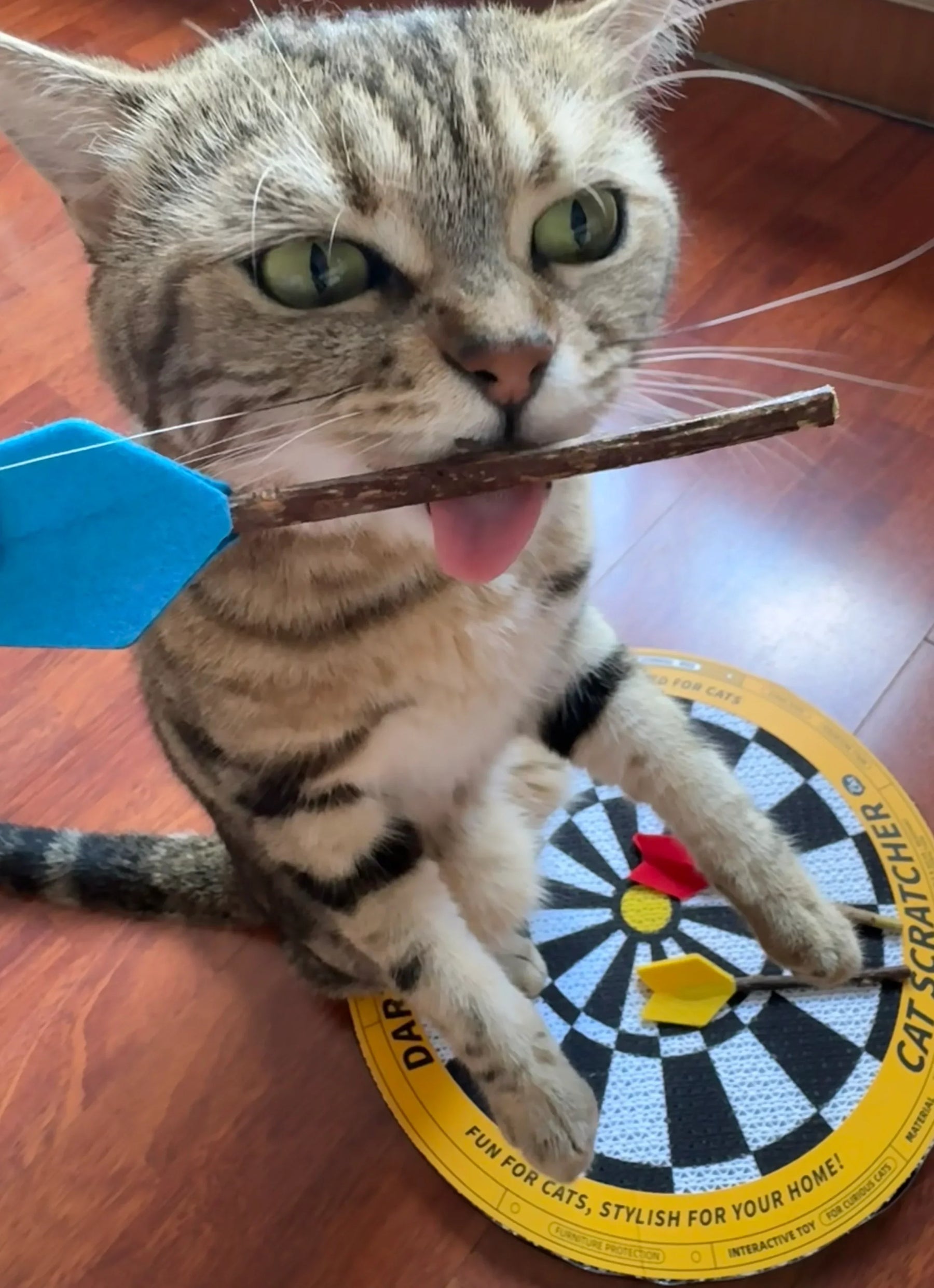 Dartscheibe - Katzenkratzbrett in Form einer Dartscheibe 