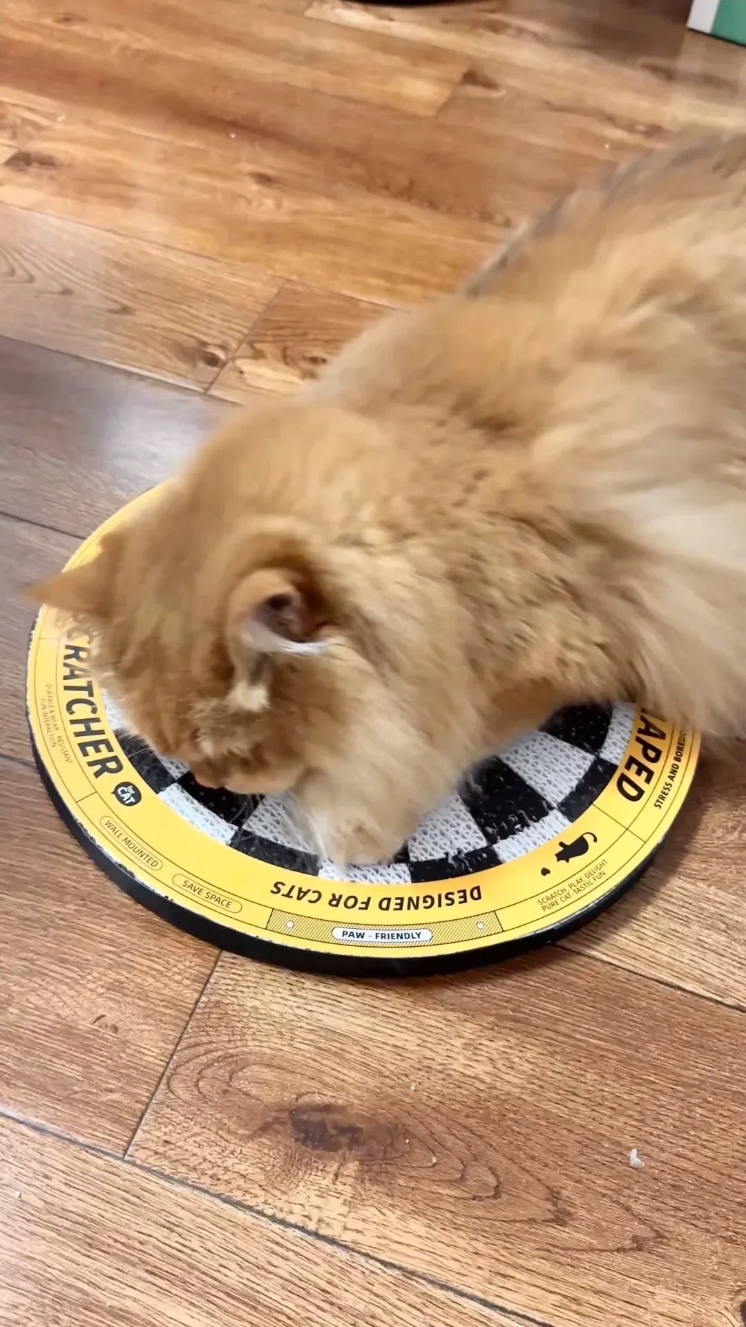 Dartscheibe - Katzenkratzbrett in Form einer Dartscheibe 