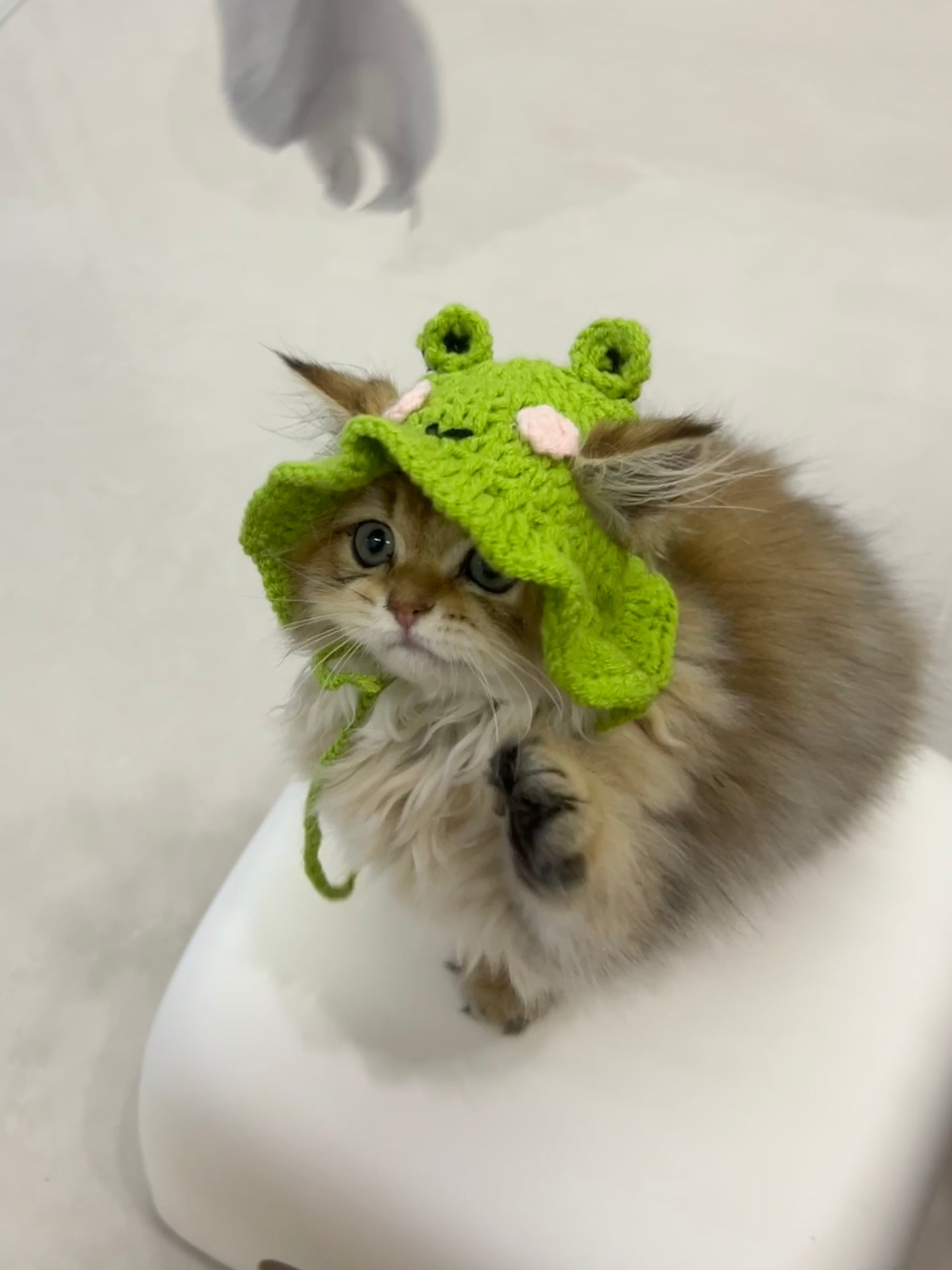 Frog Knit Hat