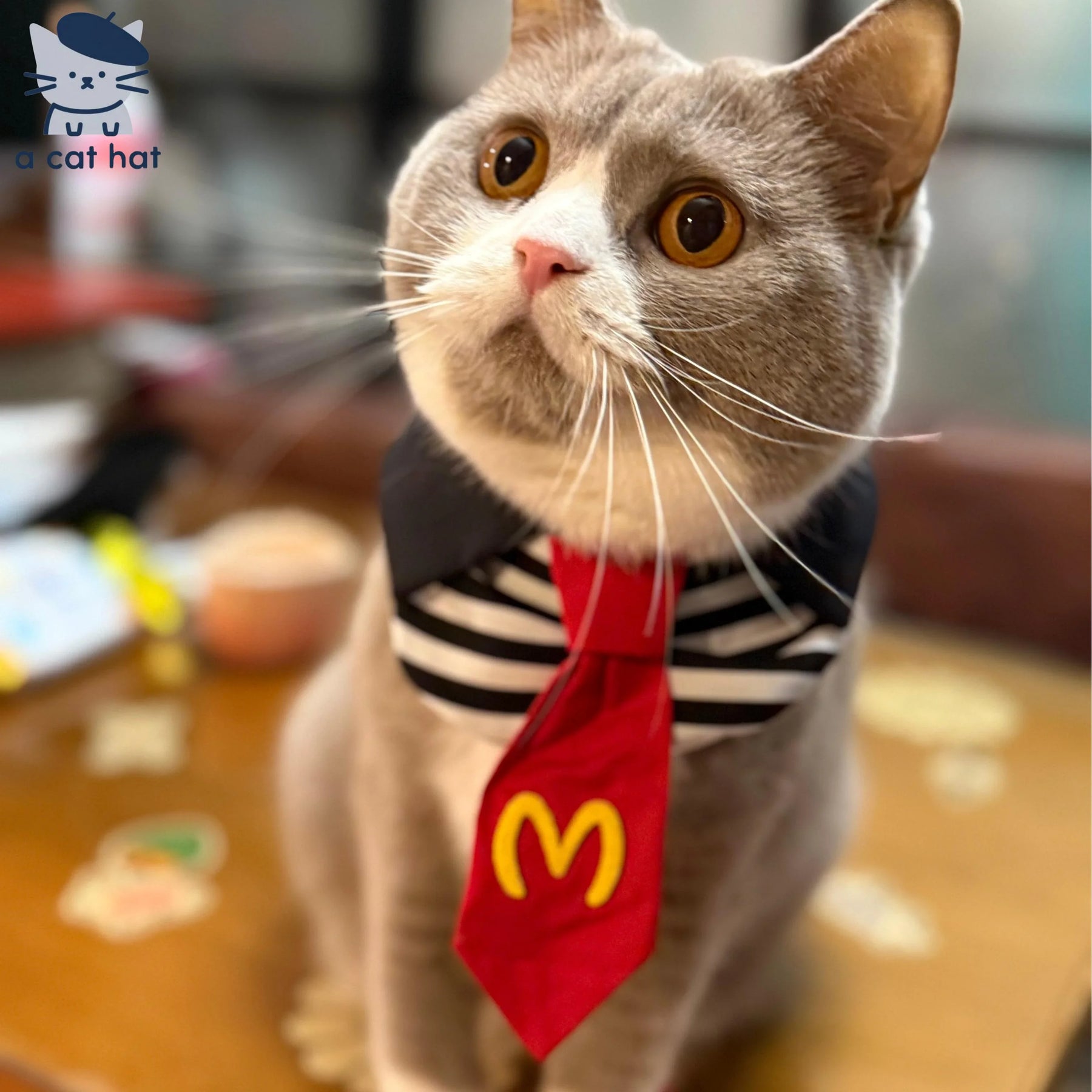 Set de gatos con temática de comida rápida