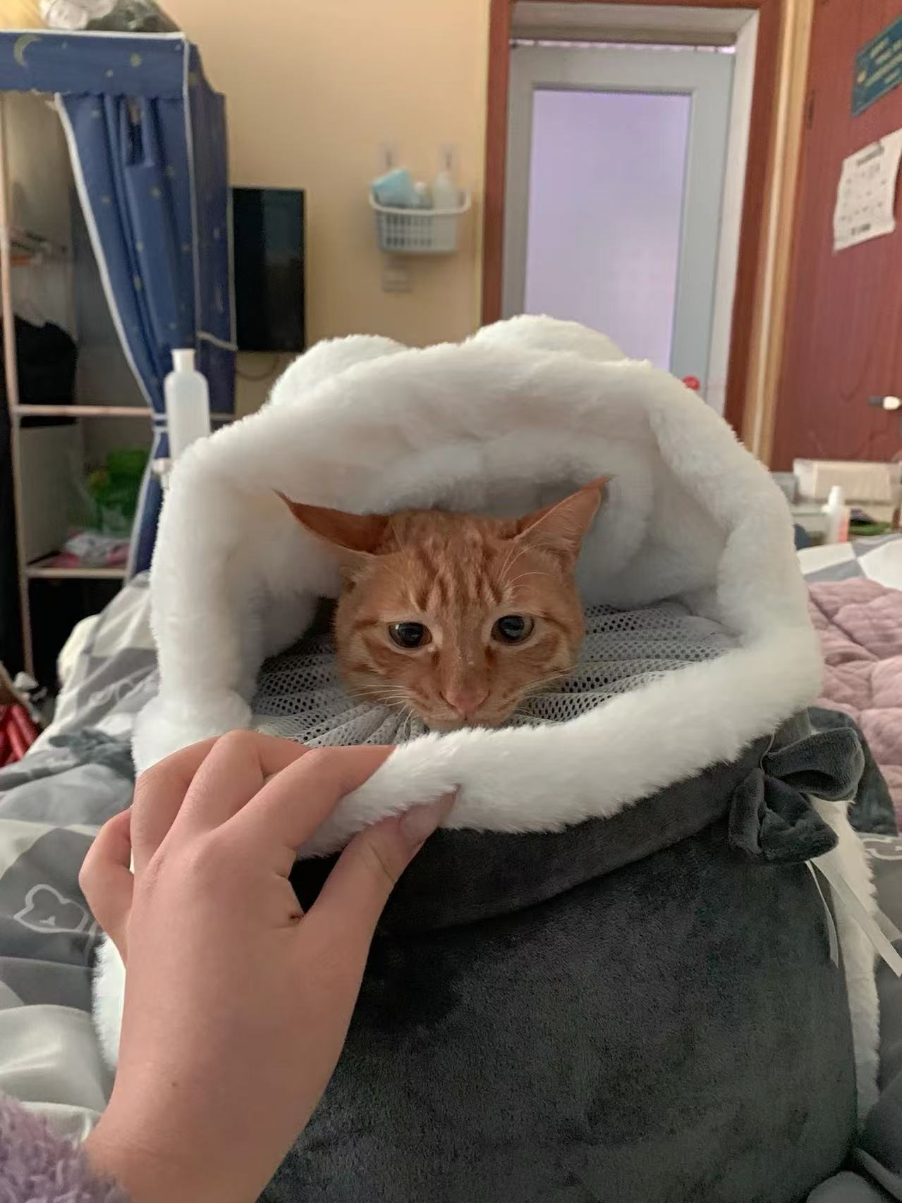 Rabbit Ear Shaped Cat Outdoor Backpack