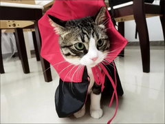 Vampire Cat Cape