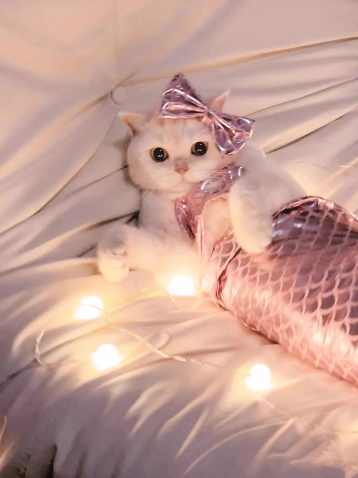 Pink Mermaid Cat Costume