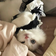 Disfraz de mucama felina