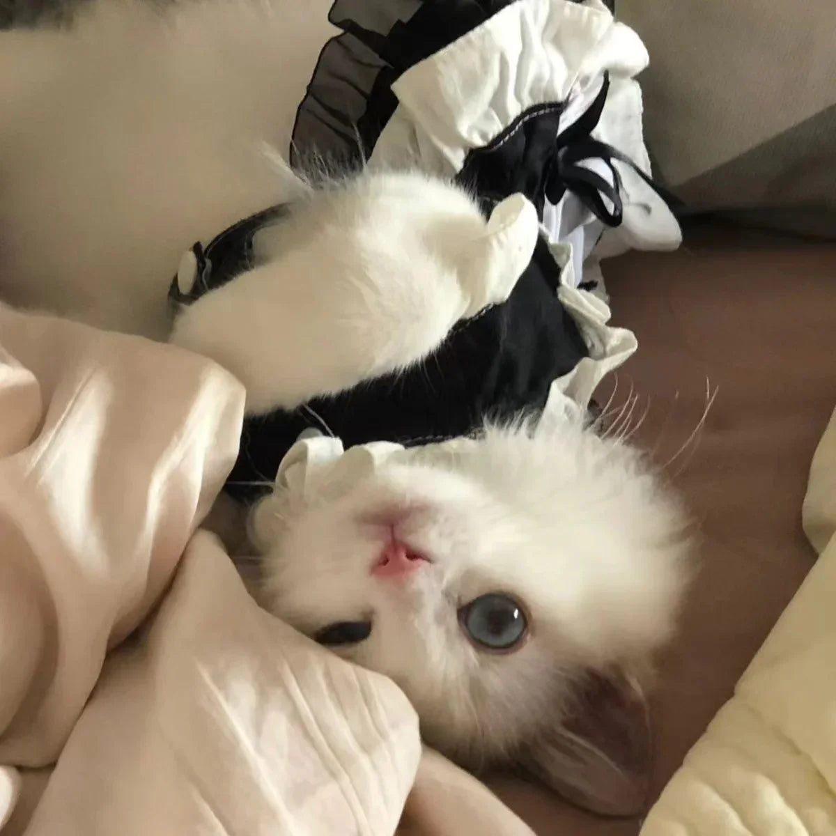 Disfraz de mucama felina