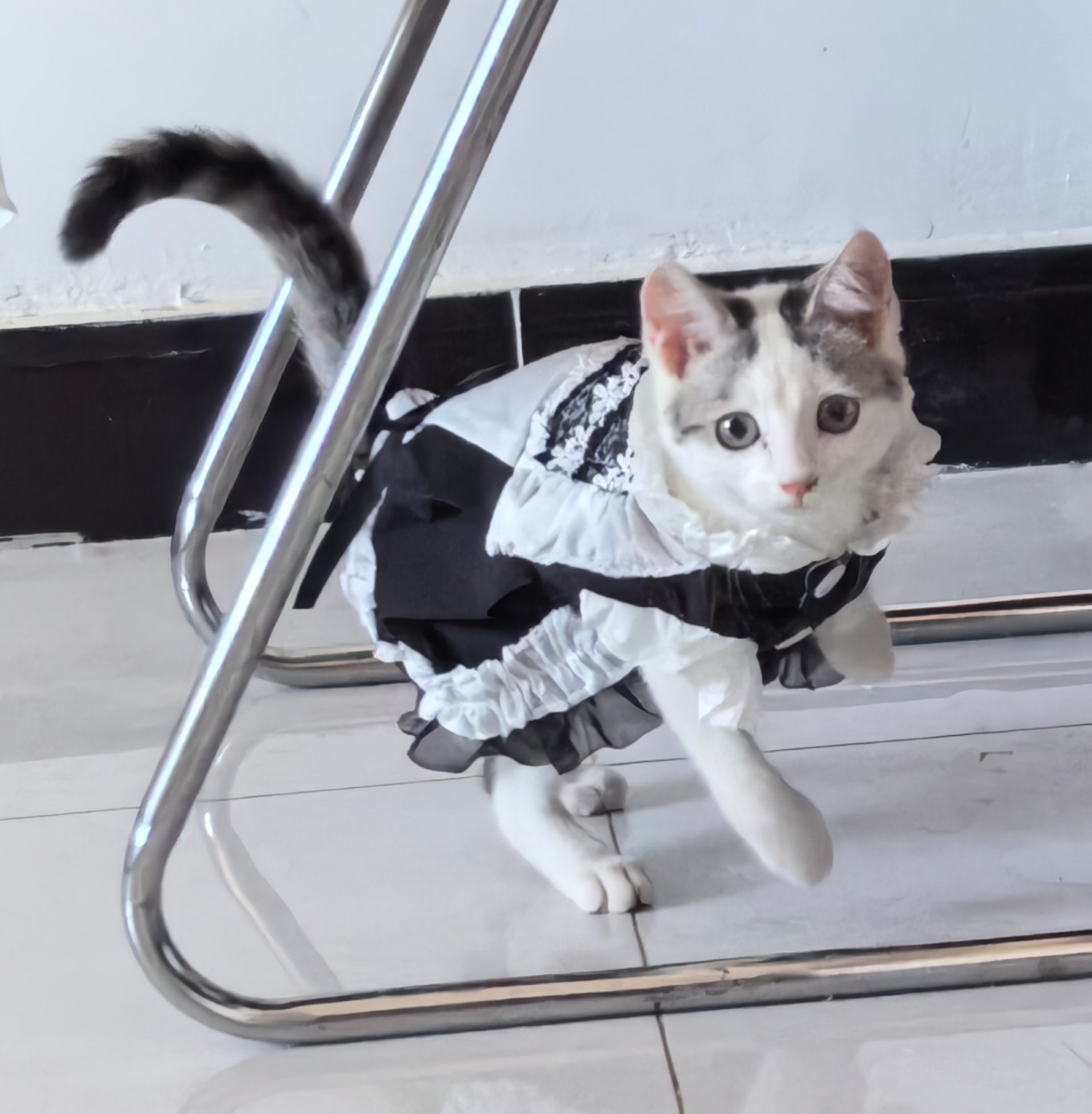 Feline Maid Costume