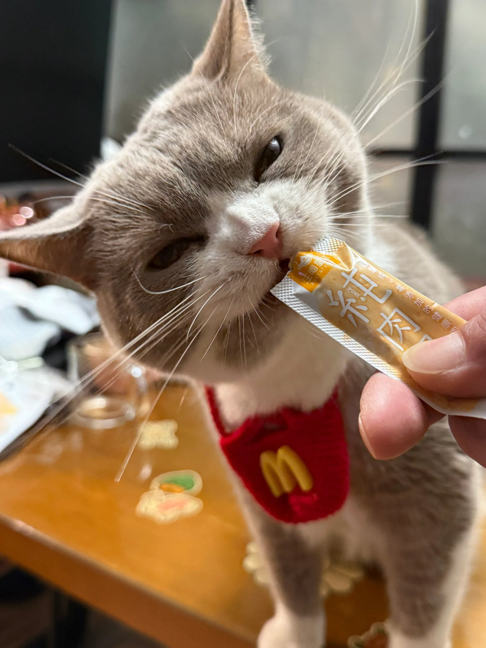 Katzen-Set mit Fast-Food-Thema
