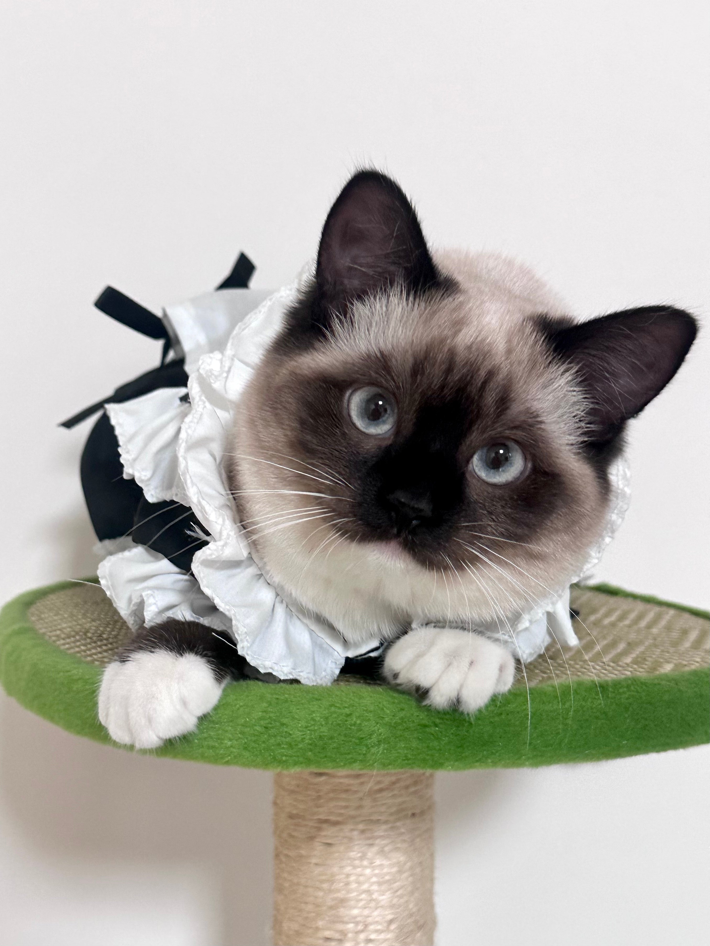 Feline Maid Costume