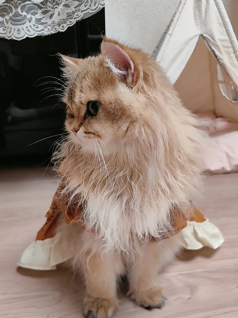 Vestido de princesa gata de finales de otoño