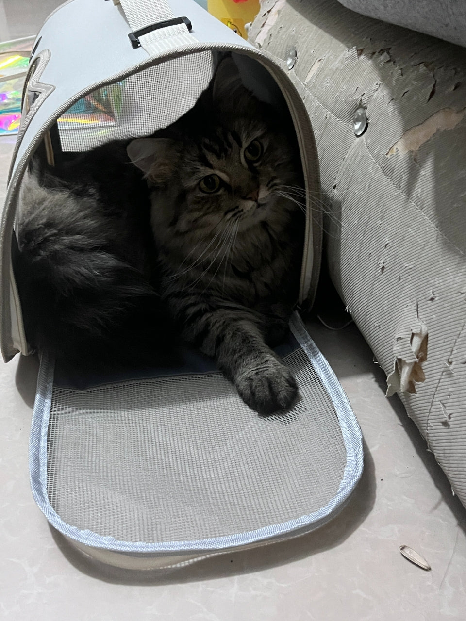 Stylish Pet Carrier Bag