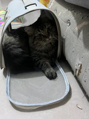 Stylish Pet Carrier Bag