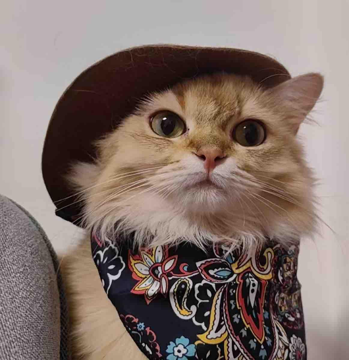 Katzen-Cowboy-Set