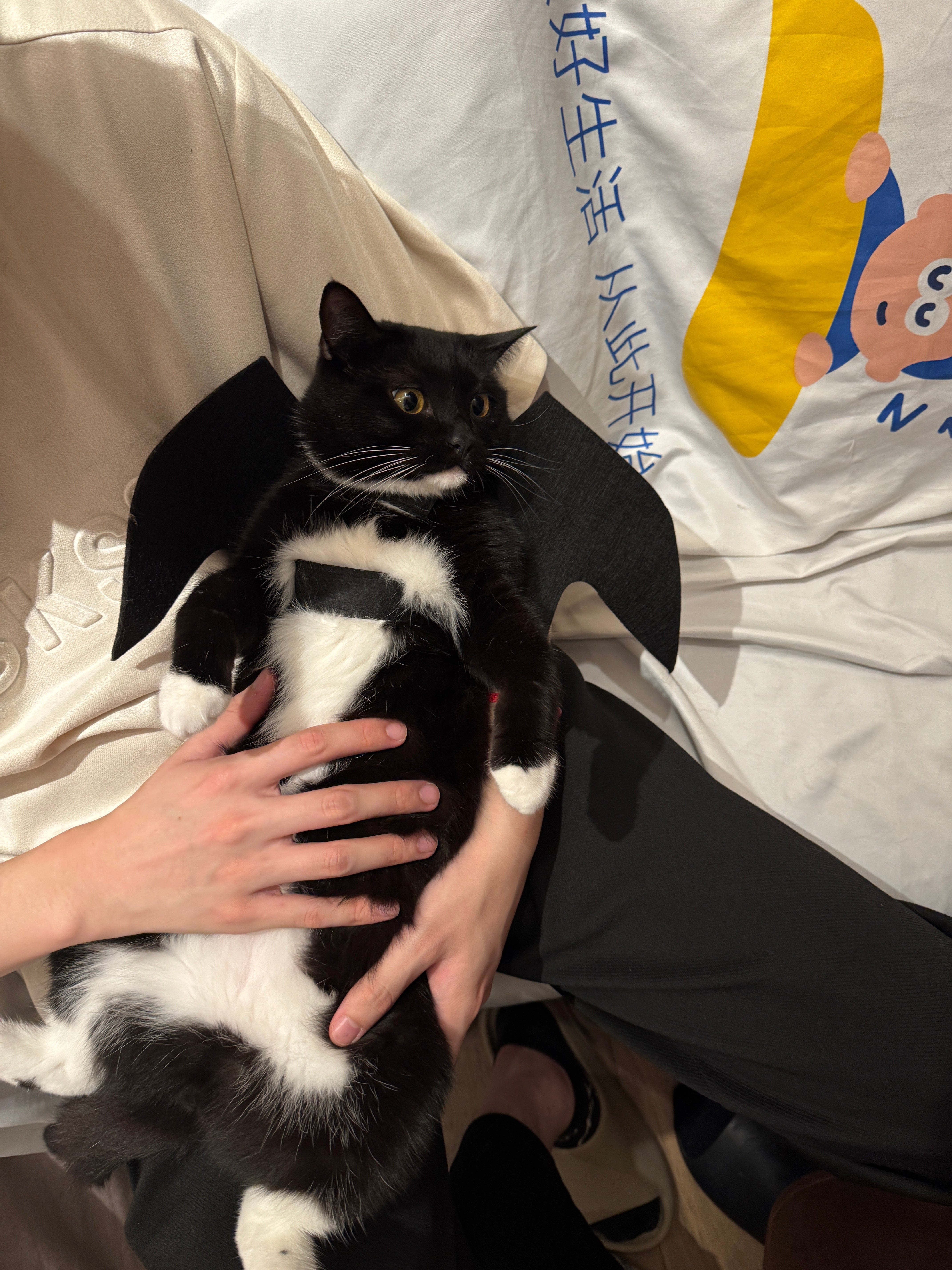 Bat Wing Cat Costume