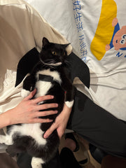 Fledermausflügel-Katzenkostüm