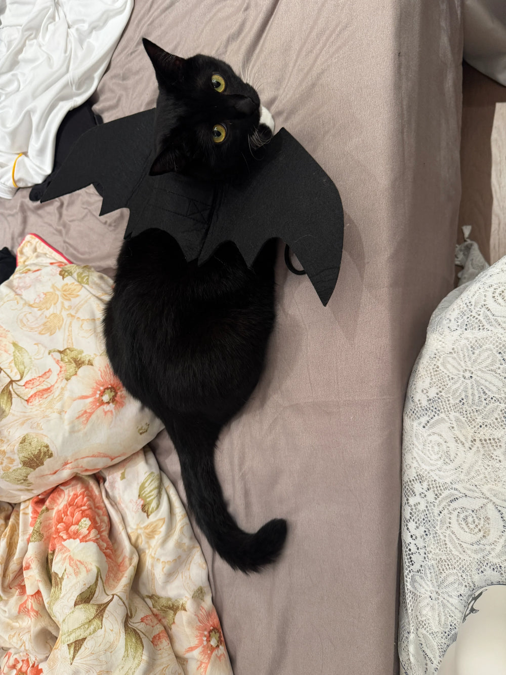 Disfraz de gato con alas de murciélago