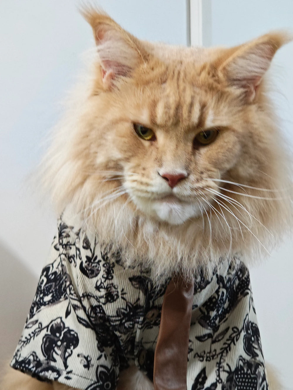 Traje de gato para novio bajista