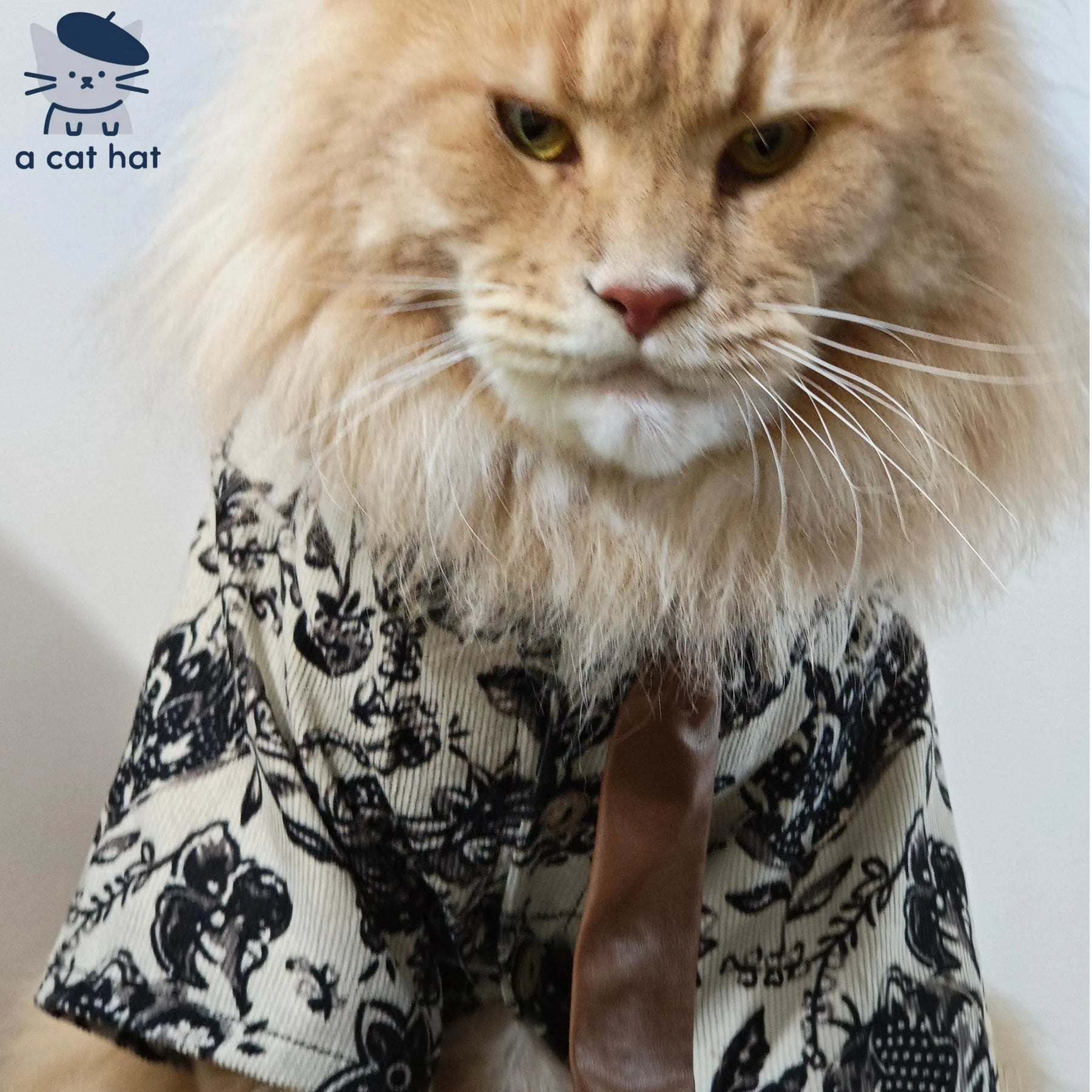 Traje de gato para novio bajista