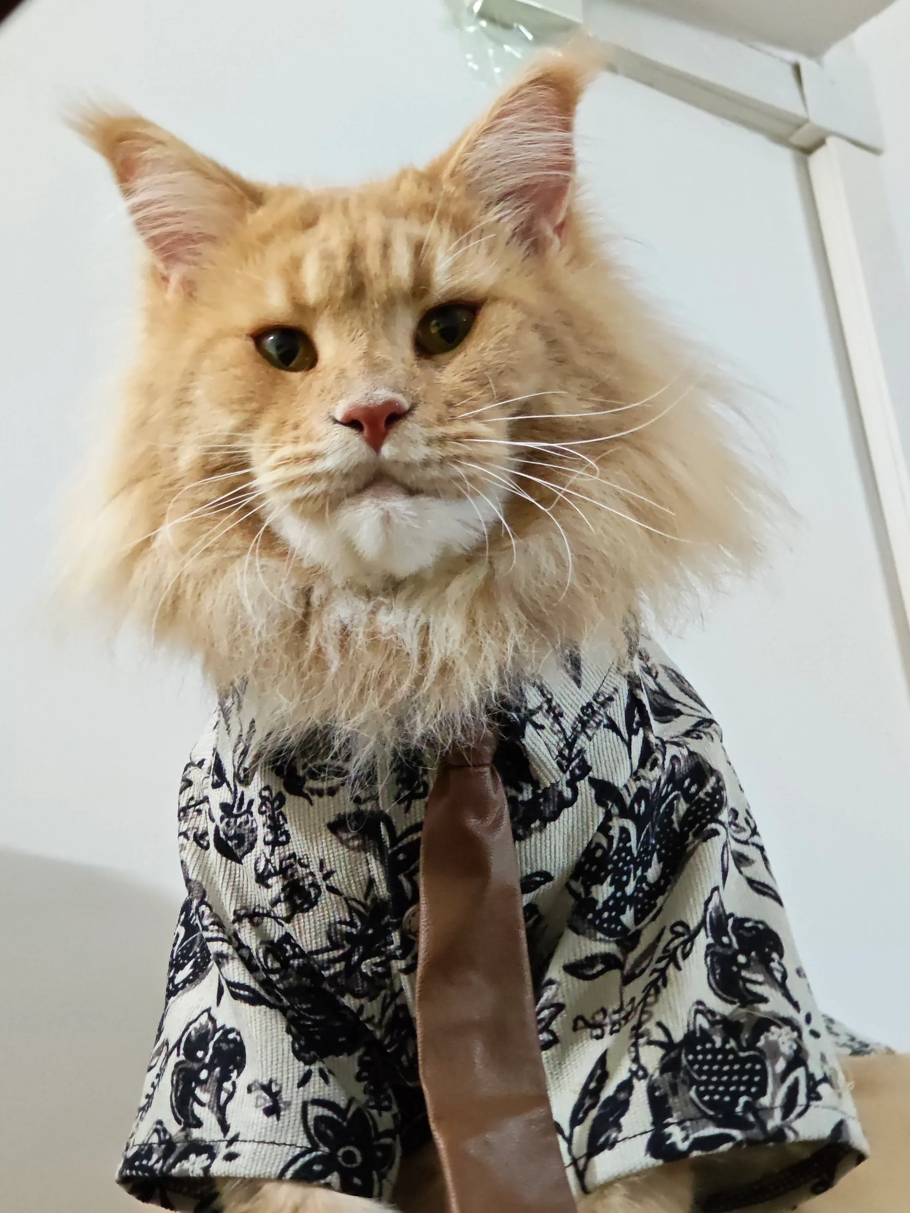 Traje de gato para novio bajista