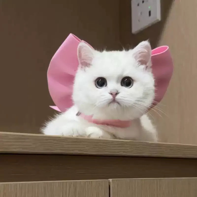 Tom und Jerry Weiße Katze Schleifen-Halsband – Haustier-Cosplay-Accessoire