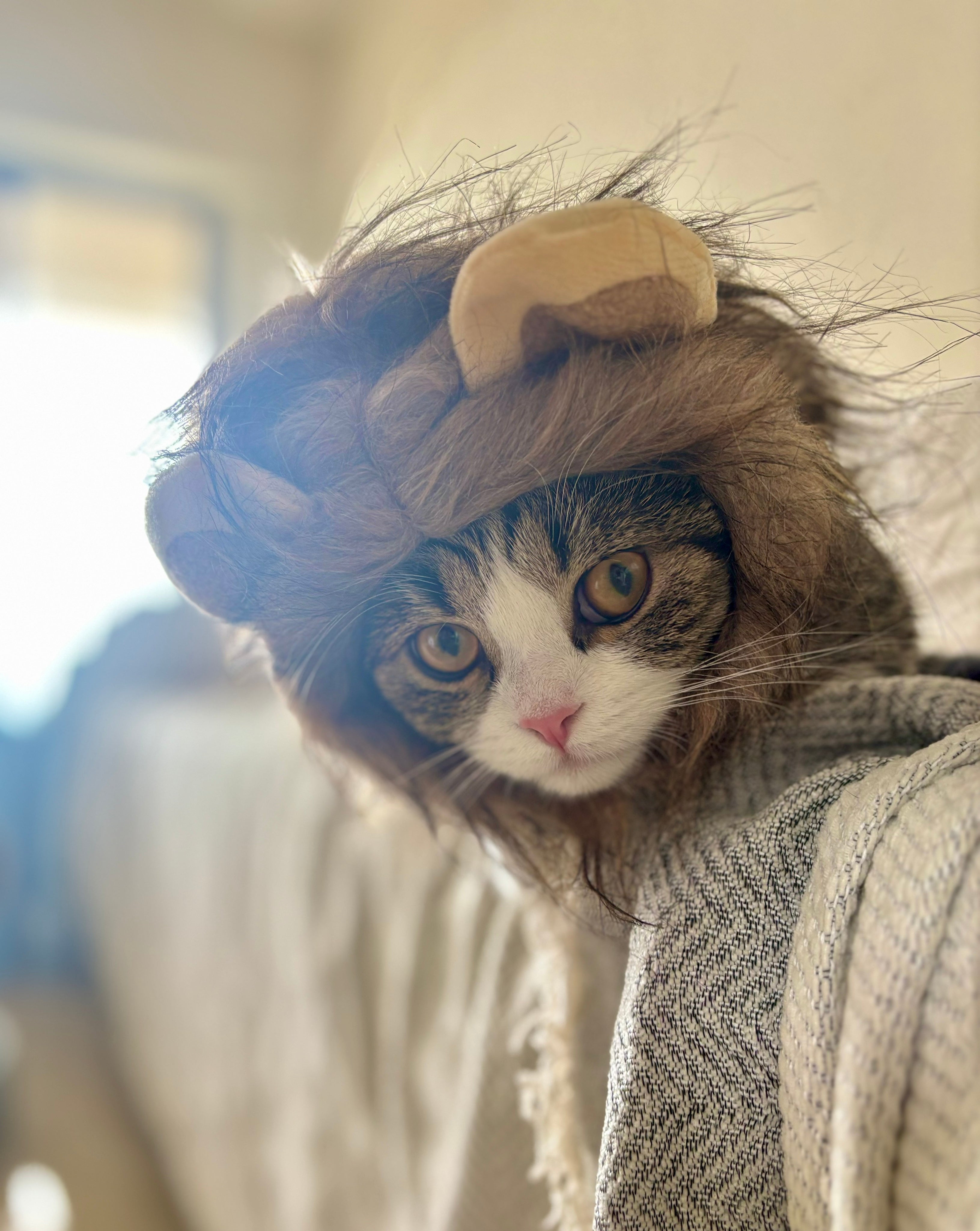 Lion Headgear