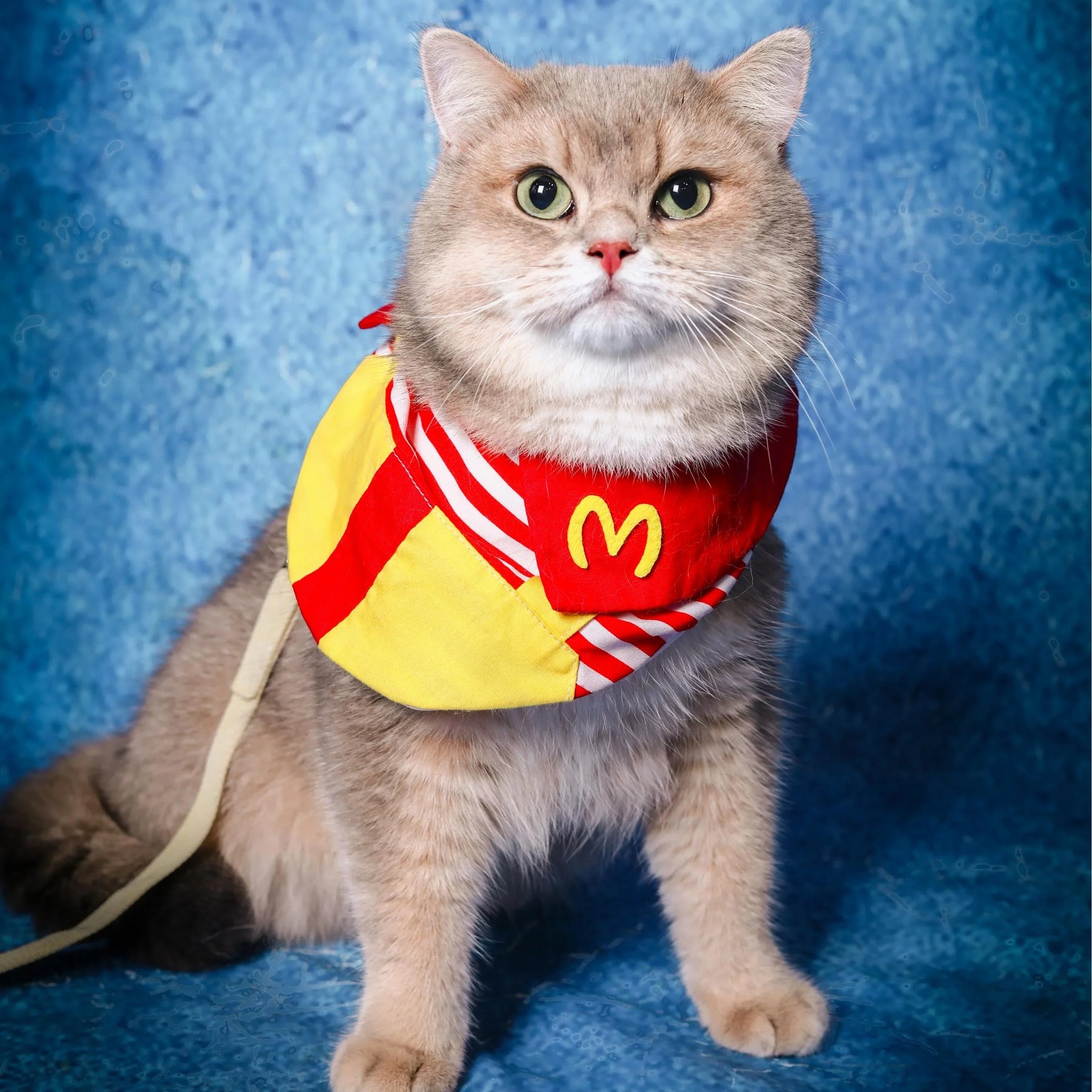 Set de gatos con temática de comida rápida