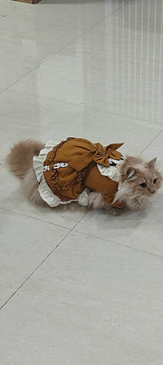 Vestido de princesa gata de finales de otoño