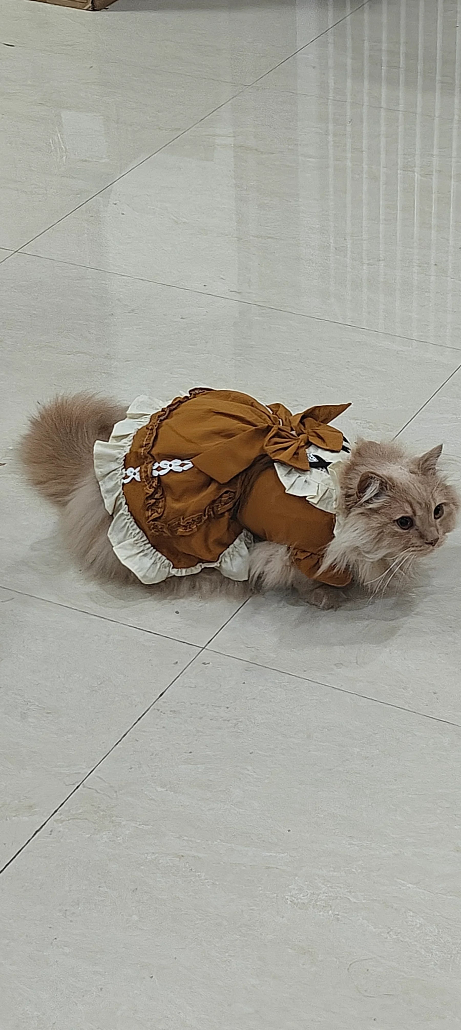 Vestido de princesa gata de finales de otoño