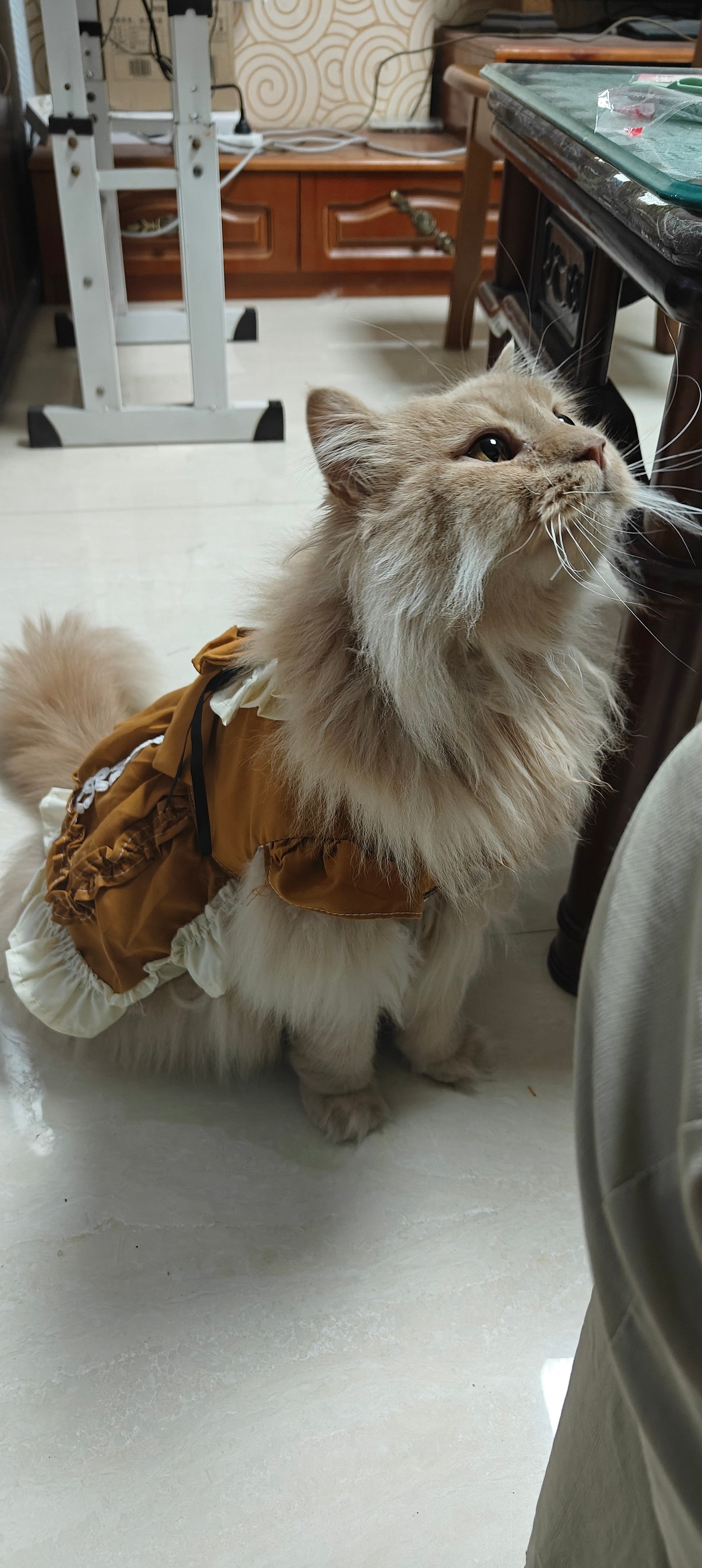 Late Autumn Princess Cat Dress